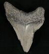 Megalodon Tooth - South Carolina #7494-2